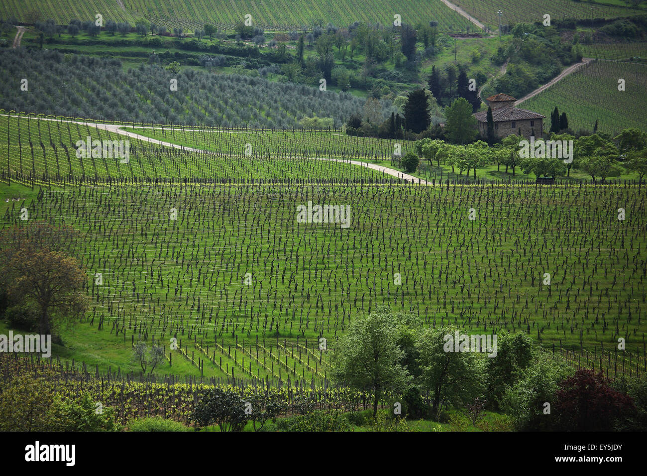 Vinyards in Casentino region in springtime - Tuscany Stock Photo