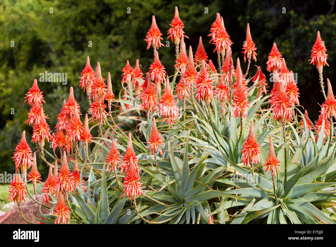 Inkalane Krantz aloe aloe arborescens hi-res stock photography and images - Alamy