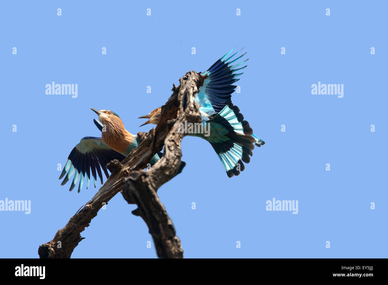 Indian Rollers fighting a on branch - Bandhavgarh India Stock Photo