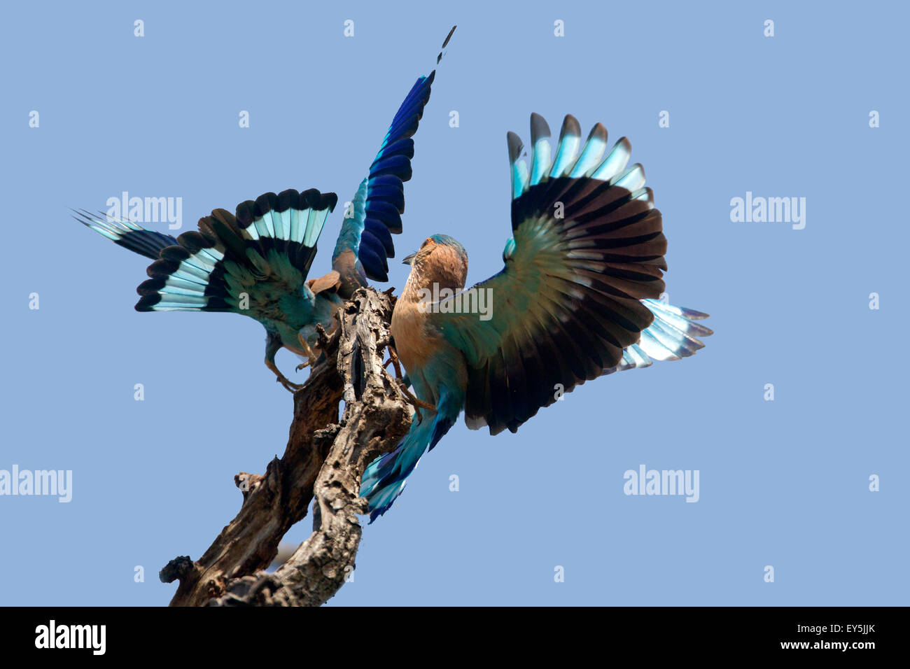 Indian Rollers fighting a on branch - Bandhavgarh India Stock Photo