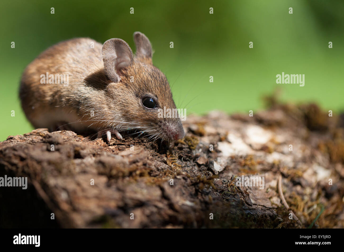 Longtailed field Mouse on bark France Stock Photo Alamy