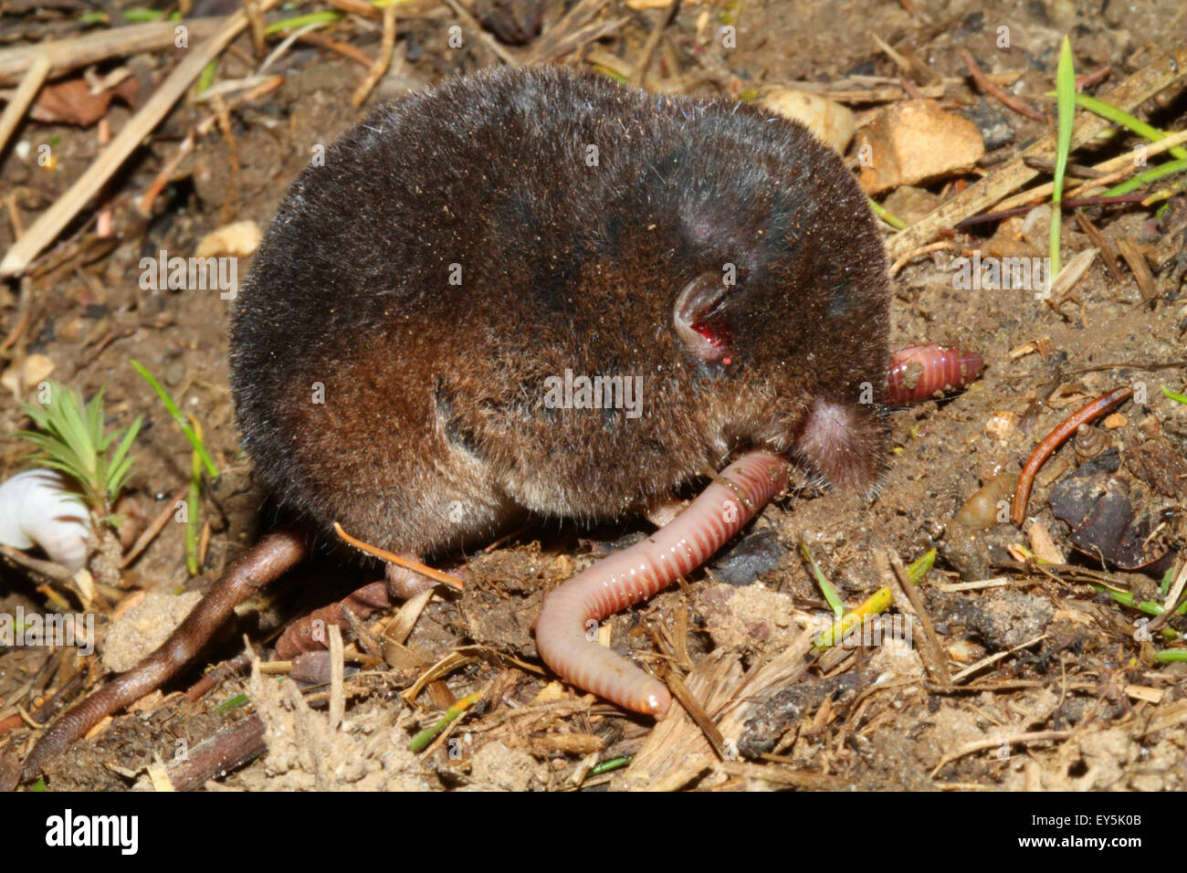 Crowned Shrew eating an earthworm - France Stock Photo - Alamy