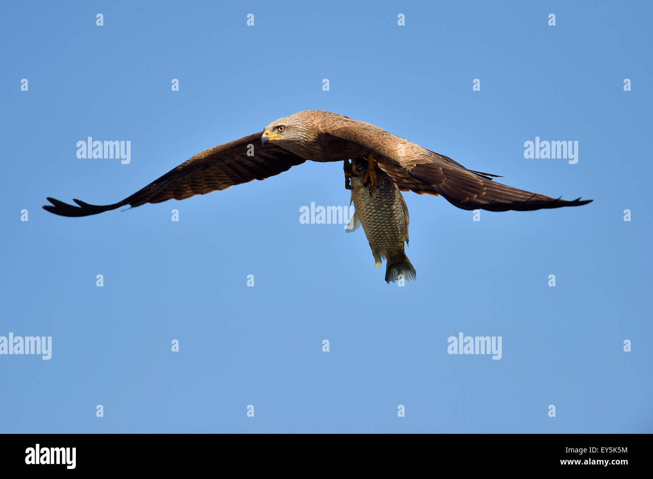 Egyptian Kite with fish in flight Dombes France Stock Photo Alamy