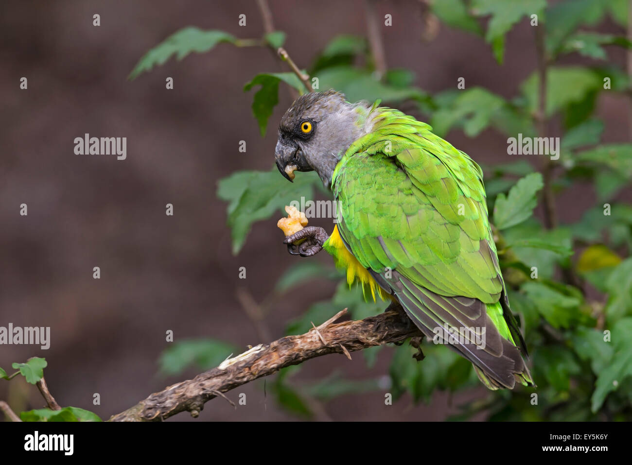 Senegal parrot eating on a branch Senegal Stock Photo Alamy