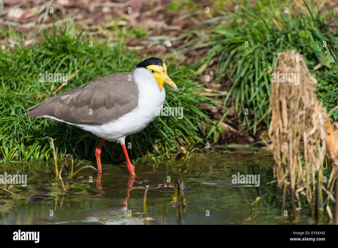 Masked plover in Australia Stock Photo Alamy