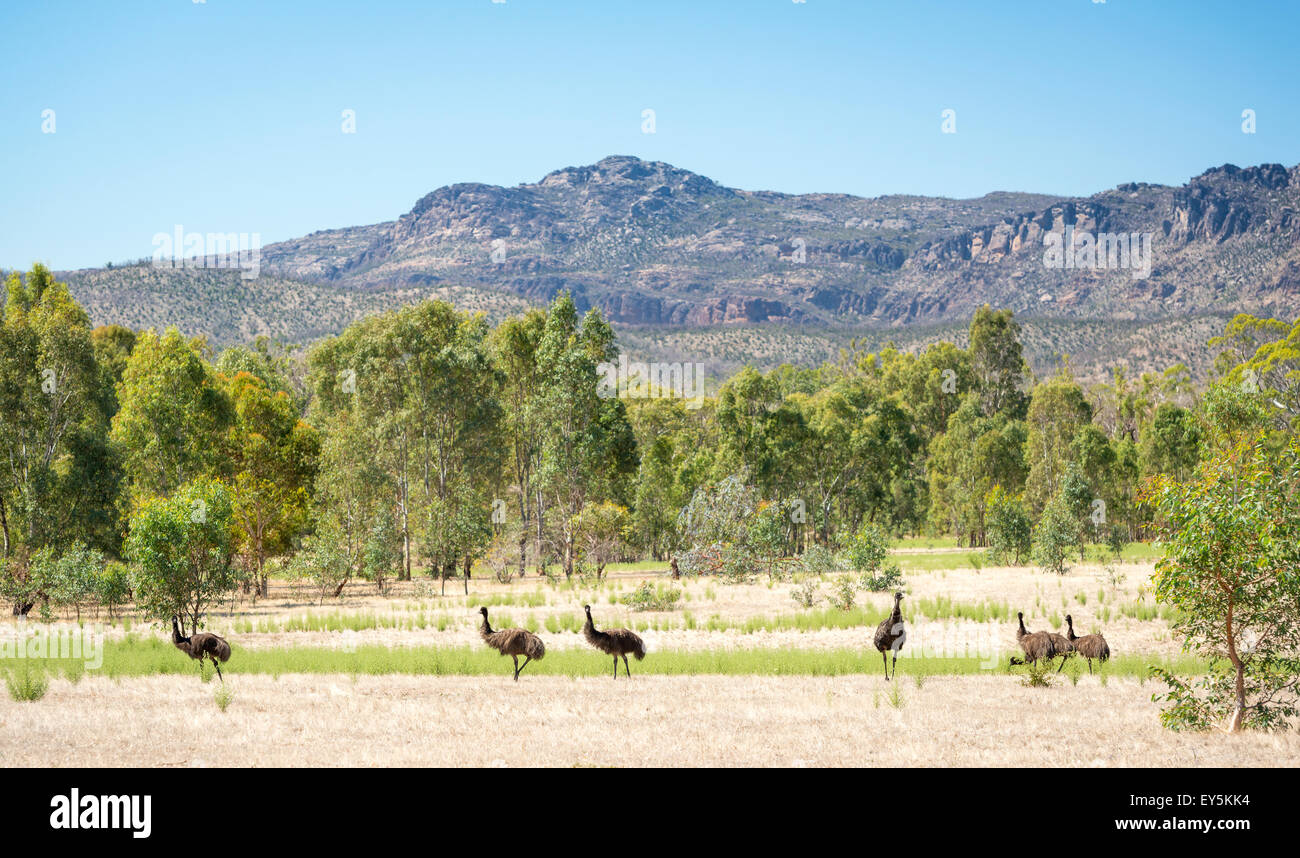 Wild emu birds in the beautiful landscape of Victoria's Grampians National Park Stock Photo