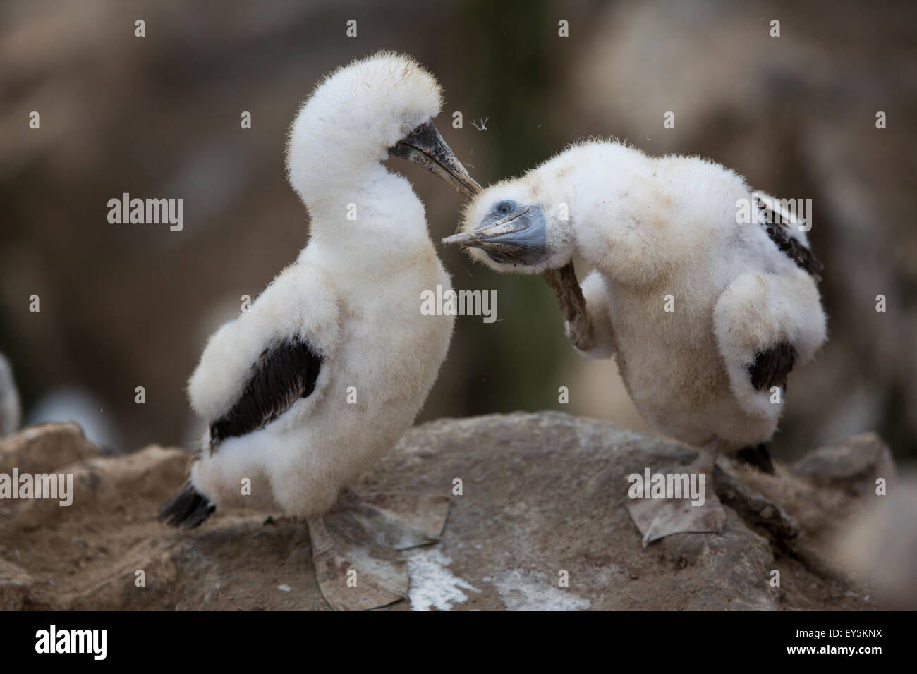 Peruvian booby chicks - Pescadores guano island Peru -  -  - Stock Photo