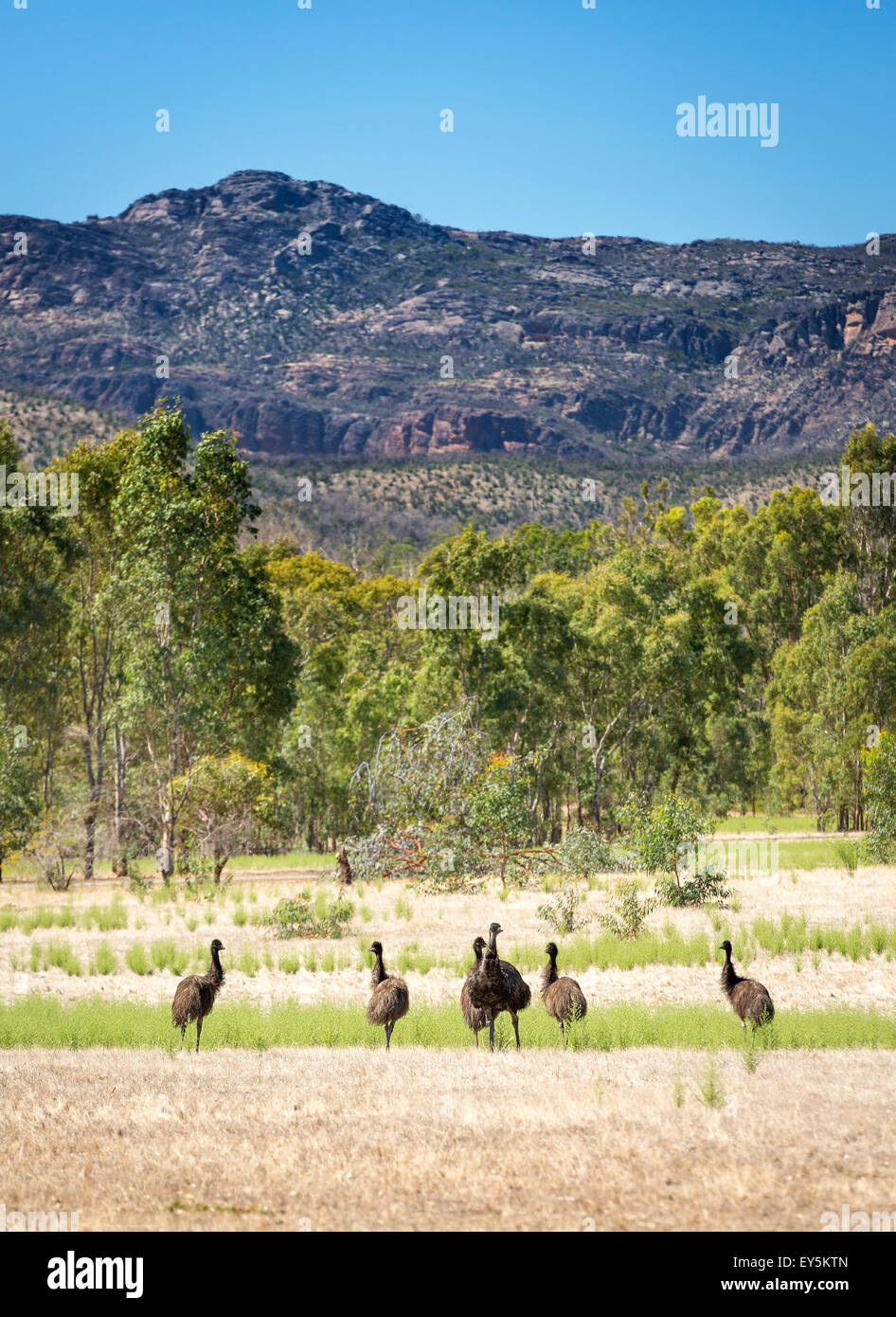 Wild emu birds in the beautiful landscape of Victoria's Grampians National Park Stock Photo