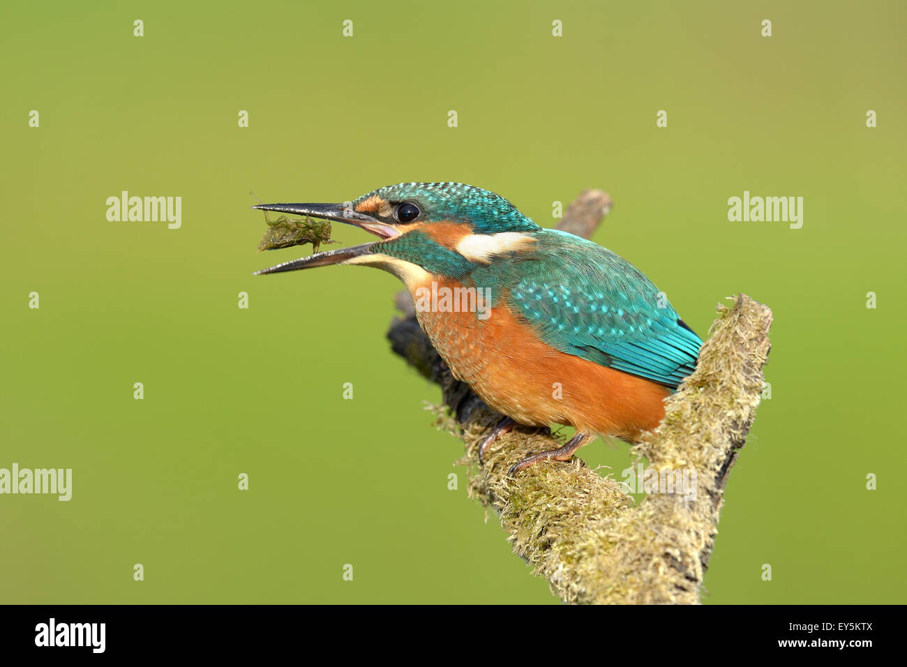 Young common kingfisher eating a dragonfly larva Stock Photo Alamy