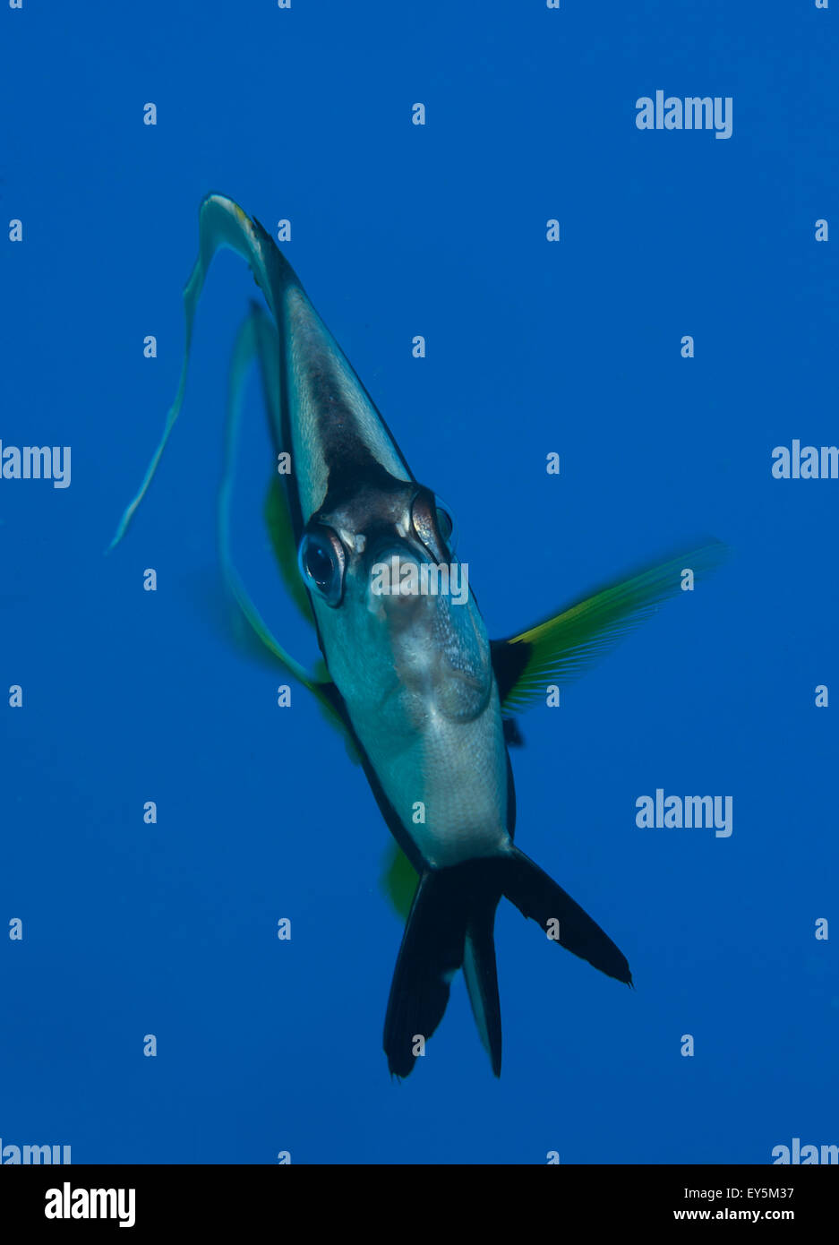 Portrait of pennant bannerfish Fiji Islands Stock Photo Alamy