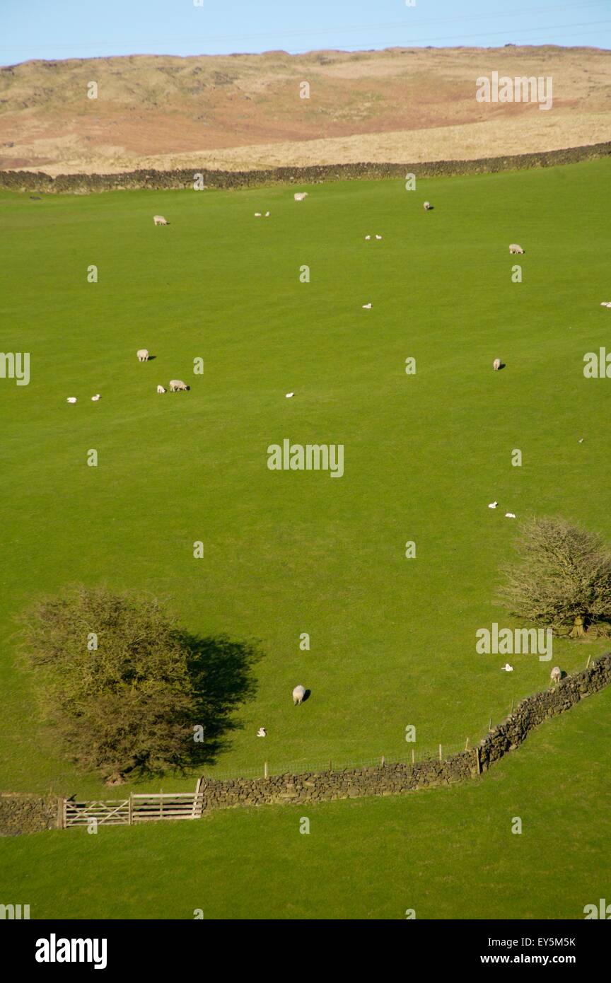 sheep on hillside in Pennines near Littleborough Stock Photo