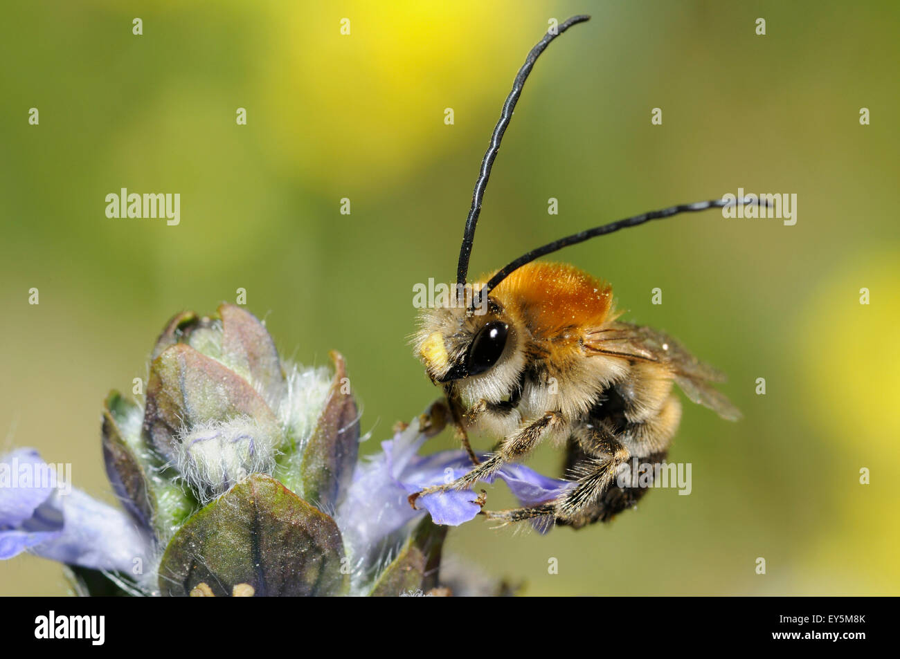 Dark Bumble Bee on flowers - Northern Vosges France Stock Photo