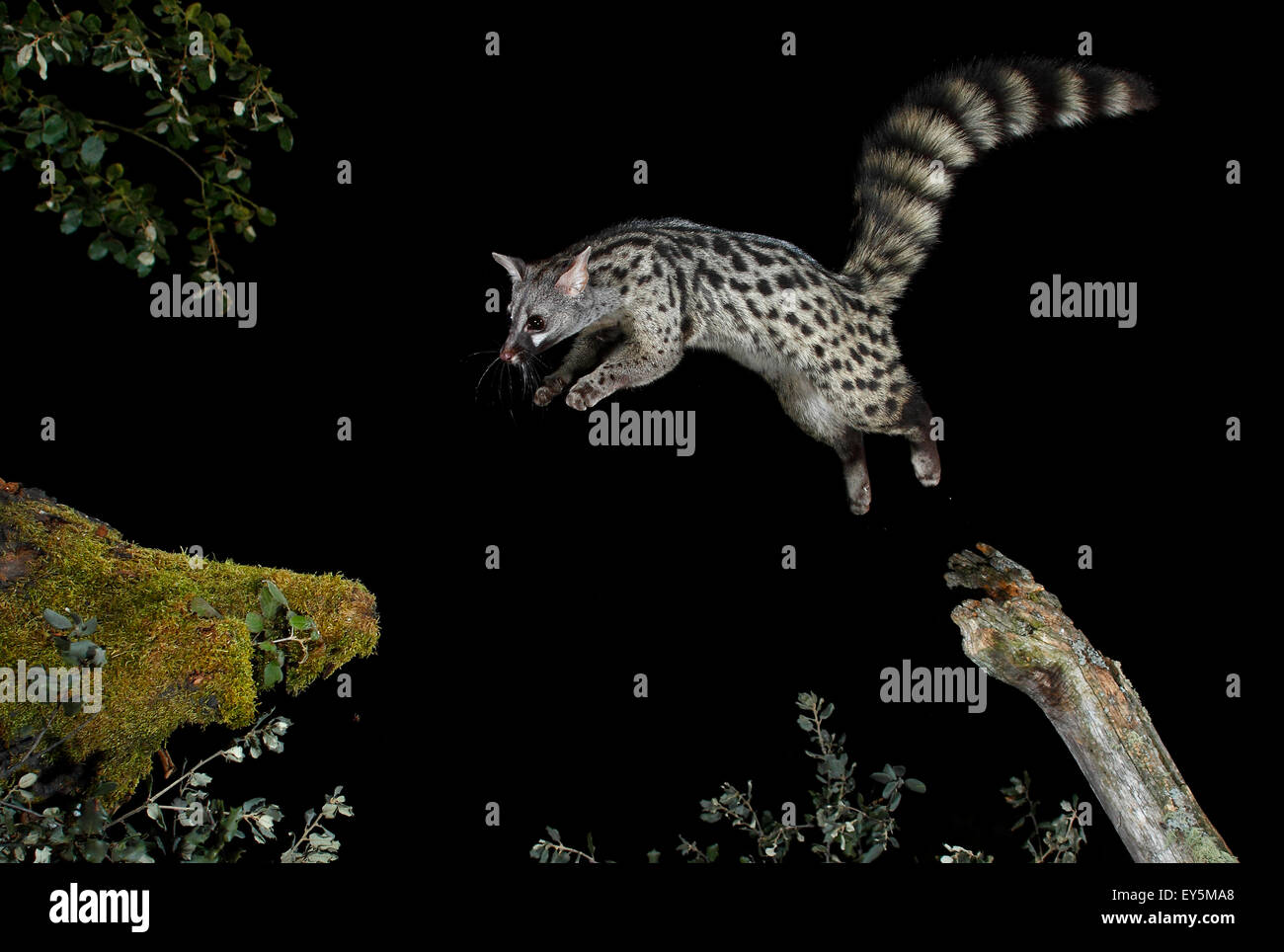 Common genet jumping at night - Spain Stock Photo