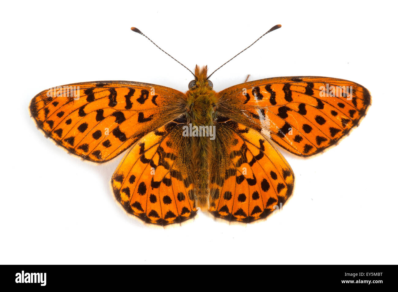 Pearl-bordered Fritillary on white background Stock Photo