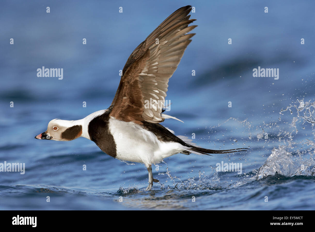 Male Long-tailed Duck taking off - Barents sea Norway -  - Båtsfjord   - Mer de Barents Stock Photo