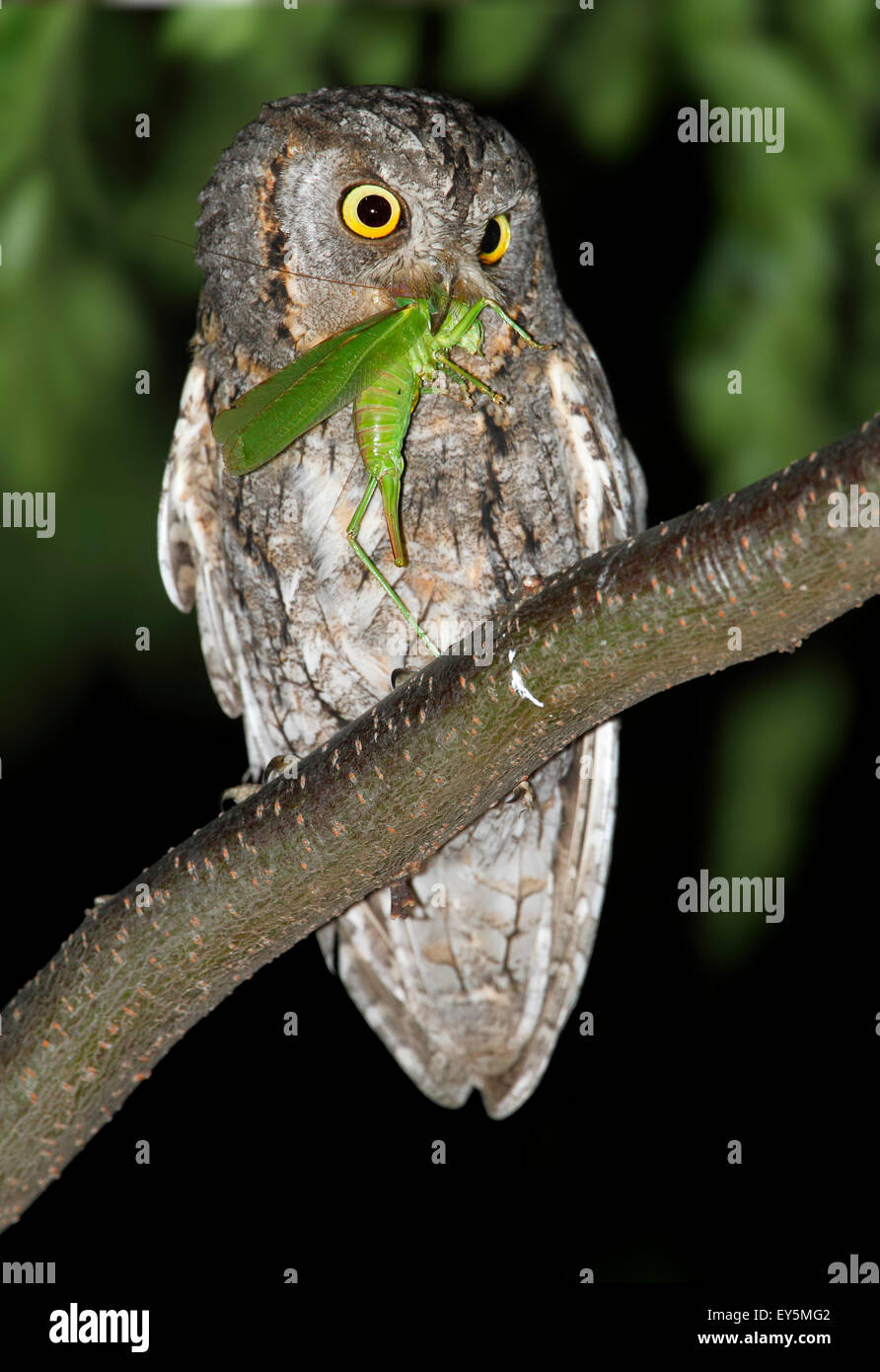 Eurasian Scops Owl eating a grasshopper at night - Spain Stock Photo - Alamy