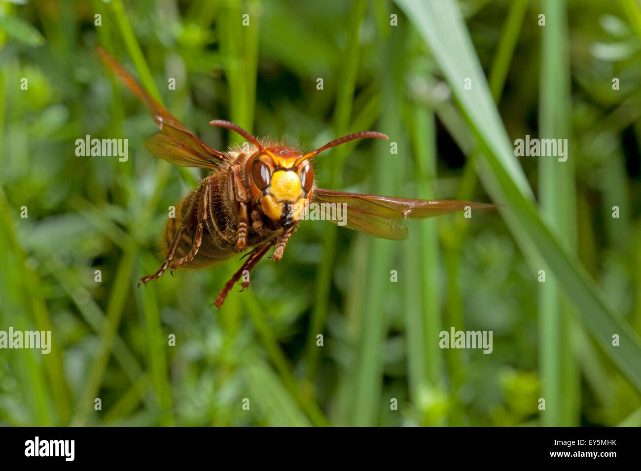 European in flight France Stock Photo Alamy