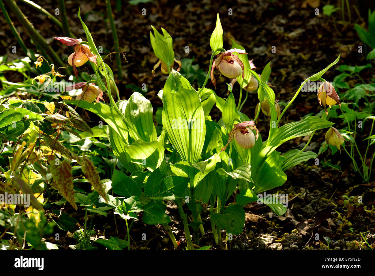 Cypripedium 'Gisela' flowers - Garden Cottons Alsace France C.macranthas x C.parviflorum Stock Photo
