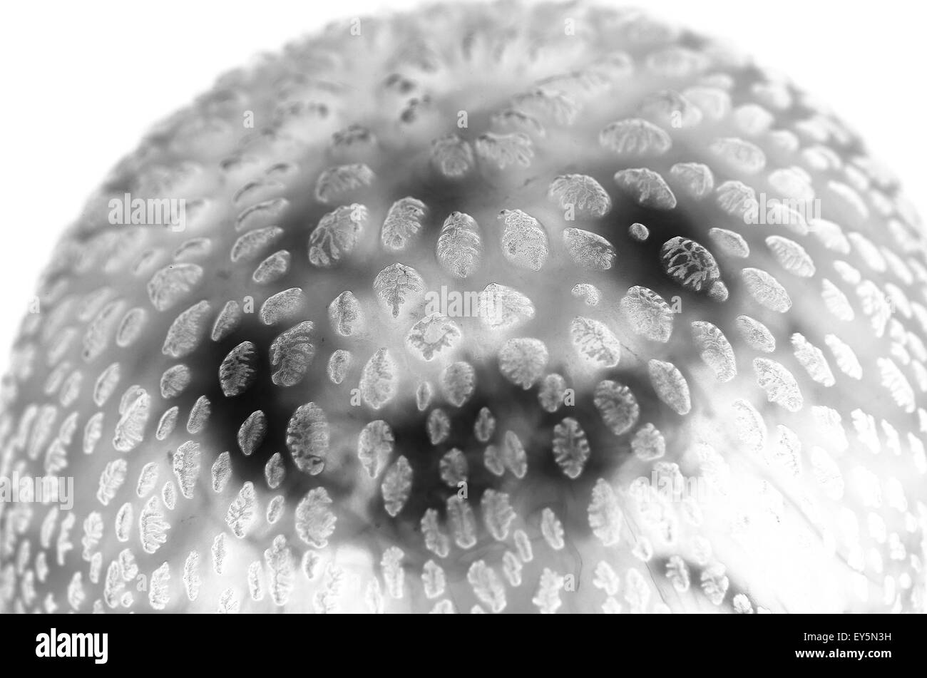 Mauve Stinger Jellyfish on white inspiration Gyotaku Stock Photo Alamy