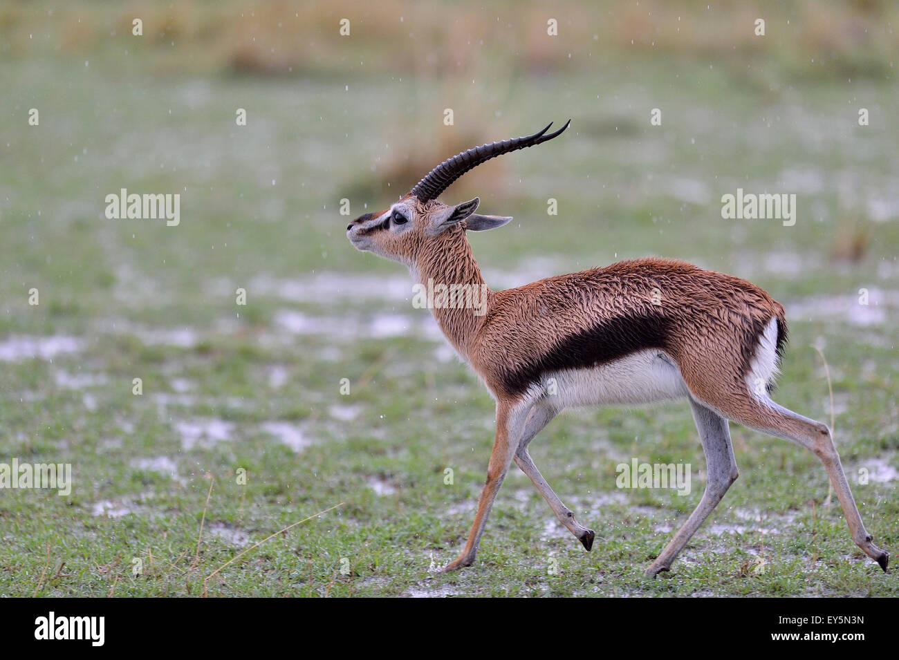 Thomson's gazelle in the rain - Masai Mara Kenya Stock Photo - Alamy