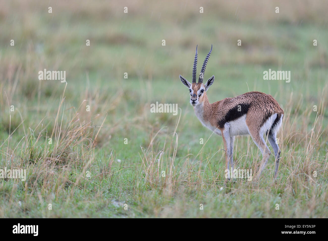 Thomson's gazelle in the rain - Masai Mara Kenya Stock Photo - Alamy