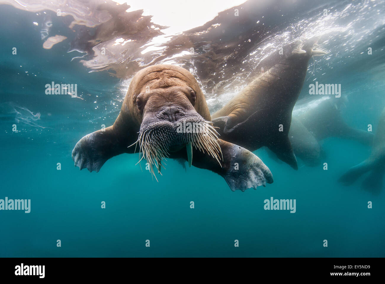 Walrus swimming under the surface - Arctic Ocean Stock Photo - Alamy