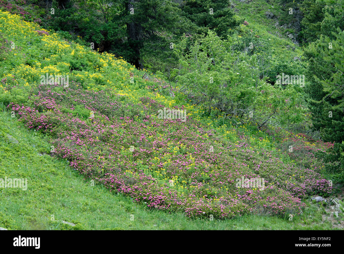 Rhododendrons bloom - High Clarée Alpes France Summer flowering on a northern slope near the refuge Drayères Stock Photo