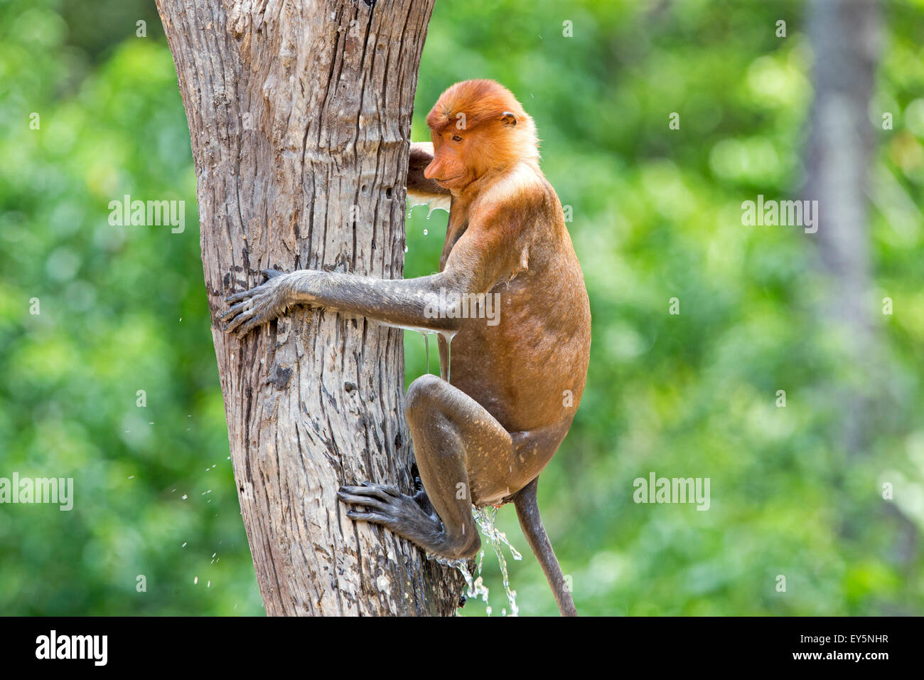 Proboscis Monkey wet - Labuk Bay Sabah Borneo Malaysia Stock Photo - Alamy