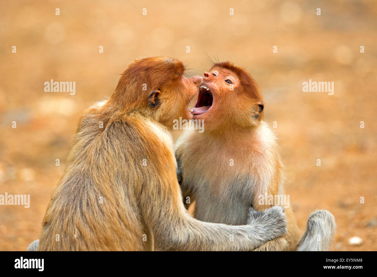 Proboscis Monkeys playing - Labuk Bay Sabah Borneo Malaysia Stock Photo ...