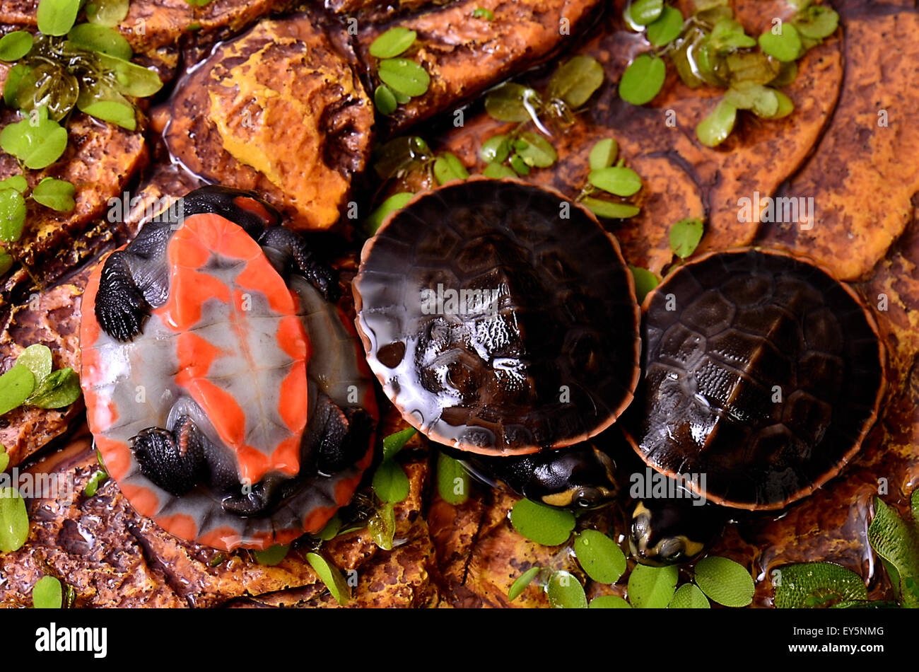 Park Turtles 'A Cupulatta Stock Photo - Alamy