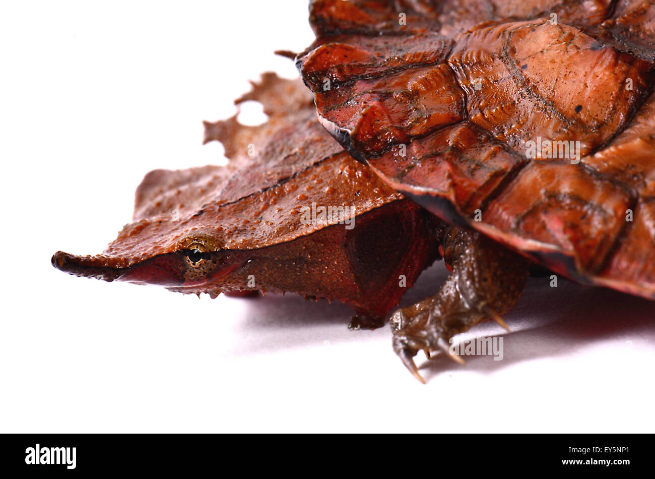 Portrait of young Matamata Turtle on white background - Park Turtles 'A Cupulatta' -  - Stock Photo