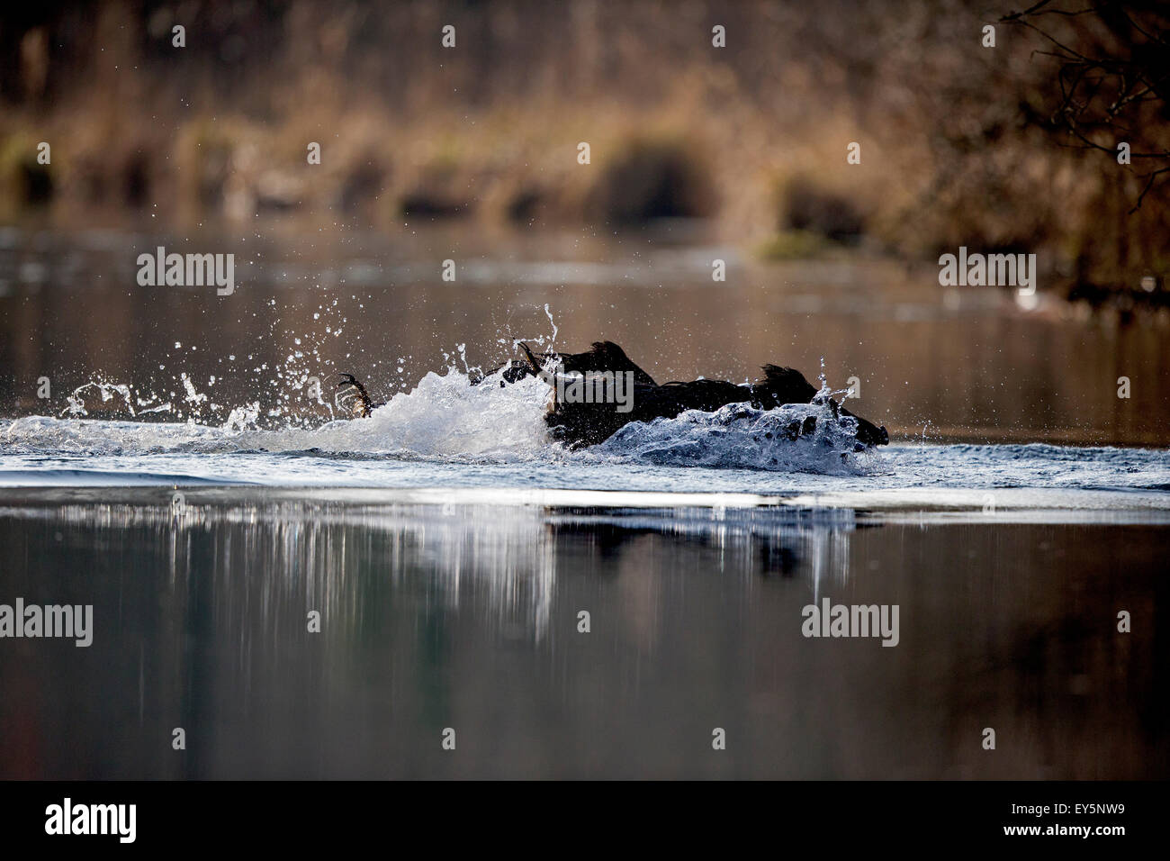 Wild Boar swimming through an oxbow - Rhine Forest France Stock Photo ...