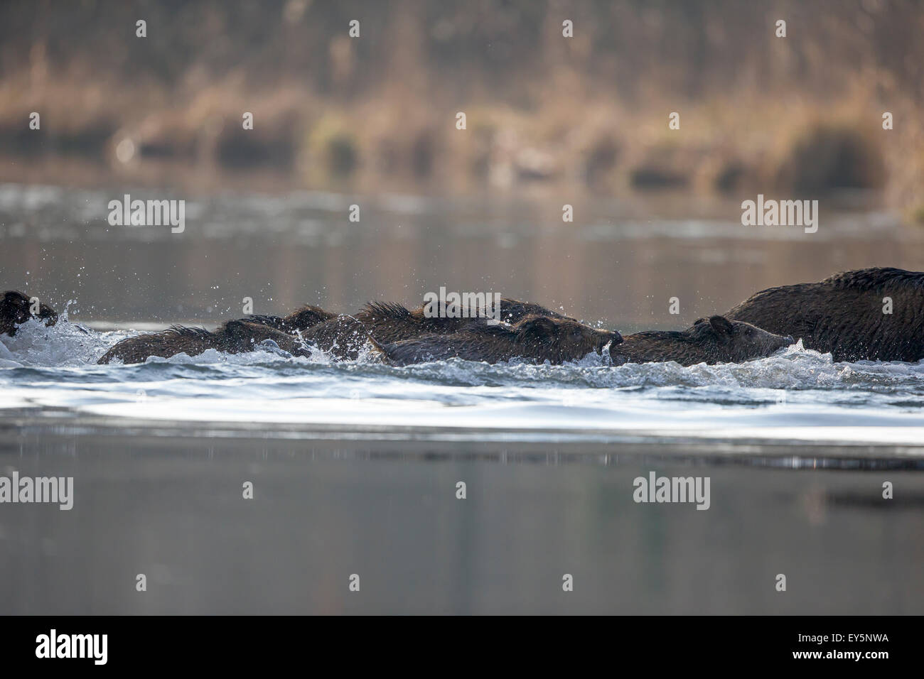 Wild Boars swimming through an oxbow - Rhine Forest France Stock Photo
