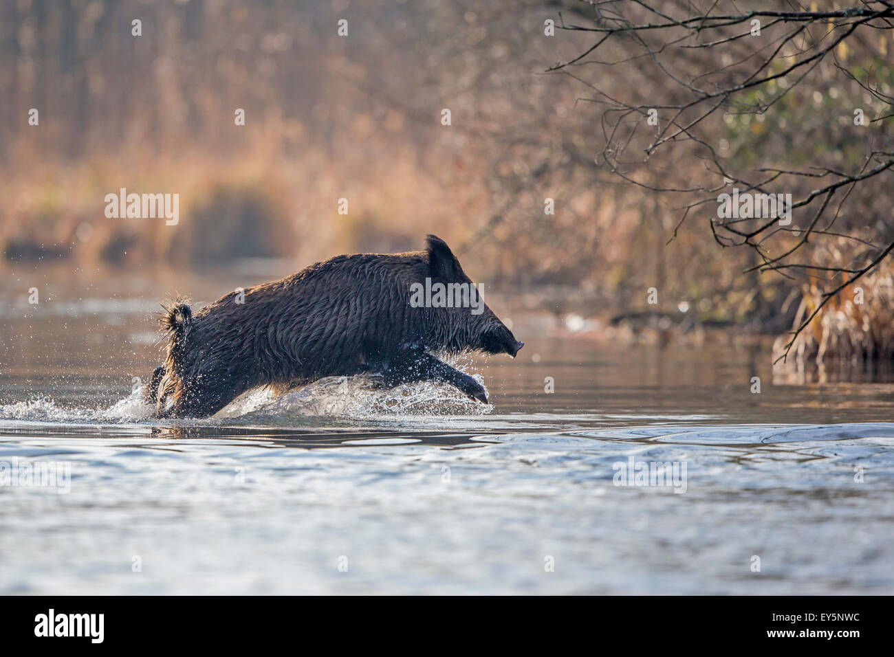 Wild Boar through an oxbow of Rhine Forest -France Stock Photo