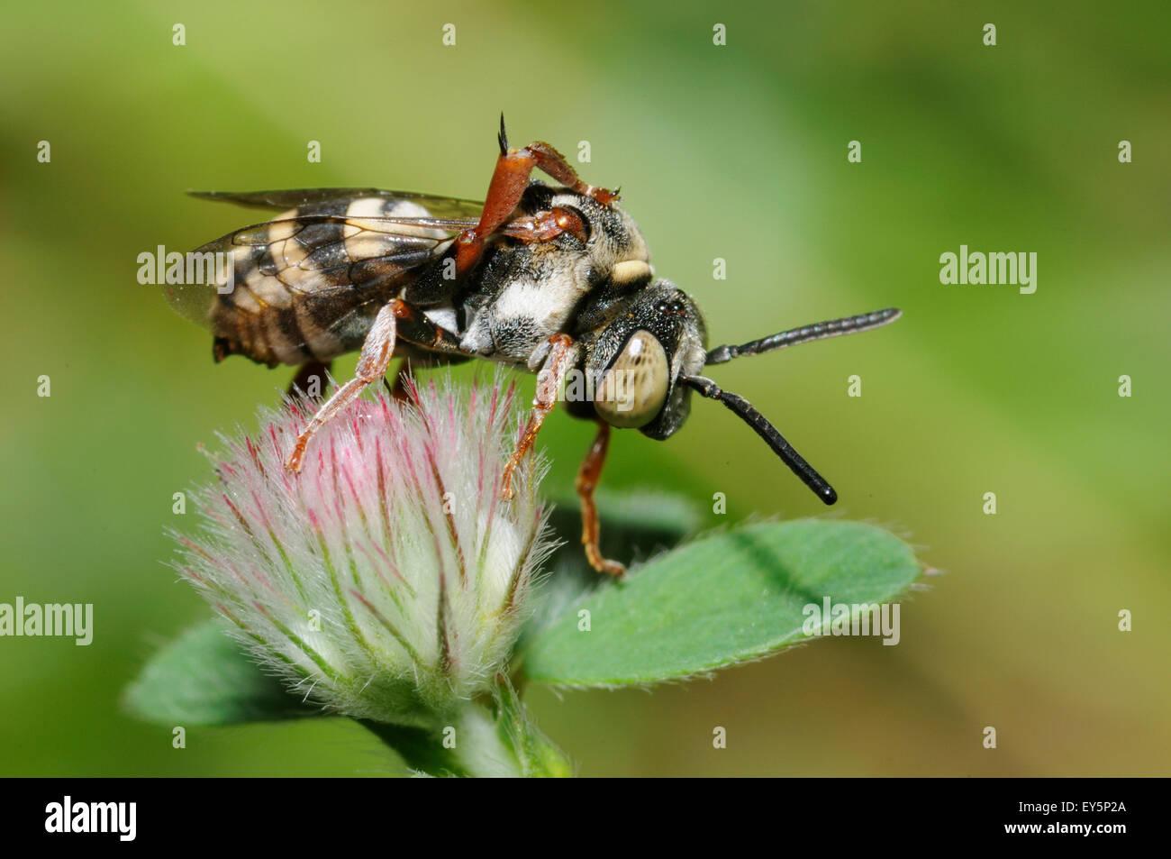 Cuckoo bee on flower Hare's-foot Clover - Northern Vosges bee parasite grappled Stock Photo