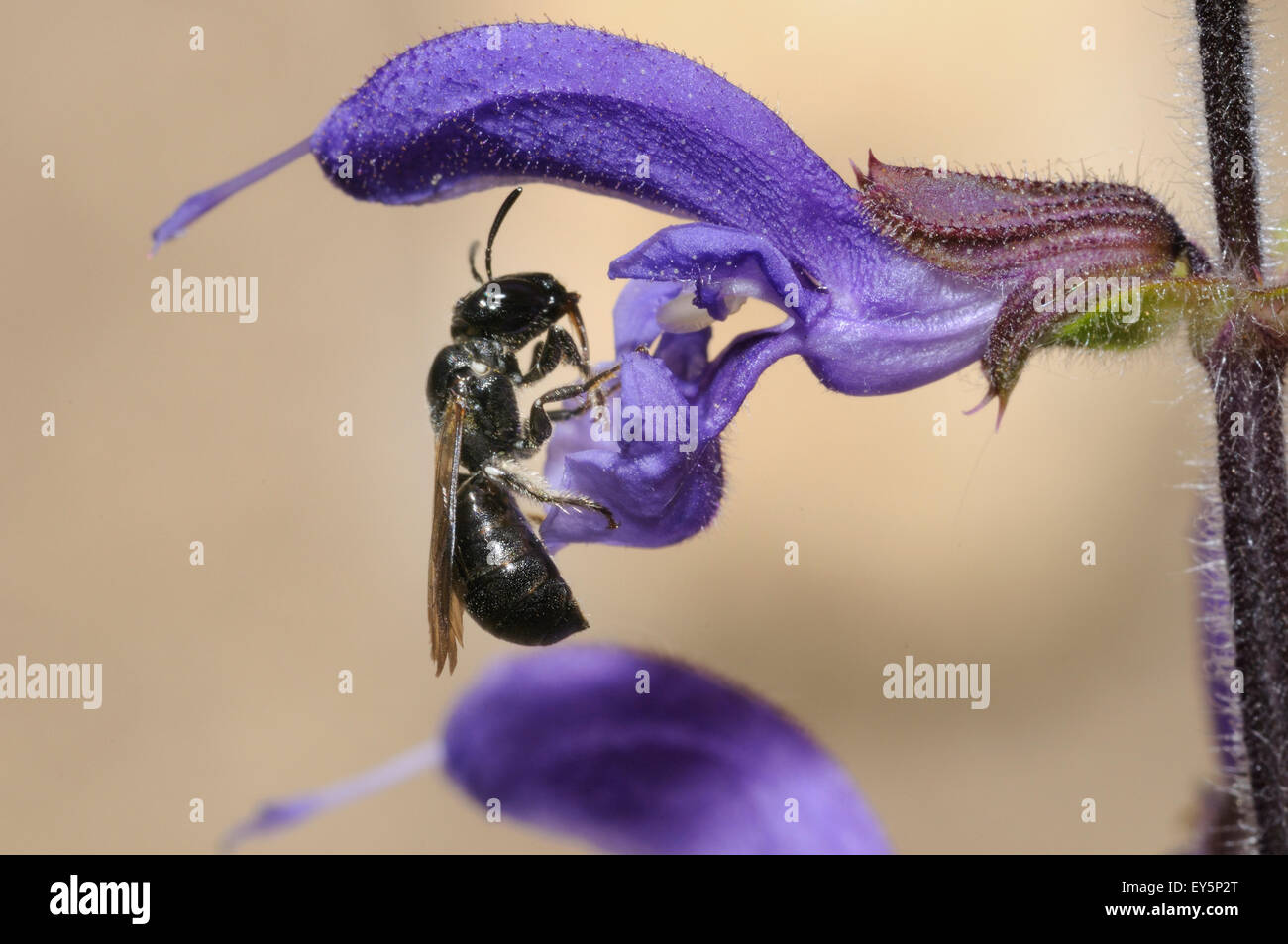 Carpenter Bee on Sage flower Northern Vosges France Stock Photo Alamy