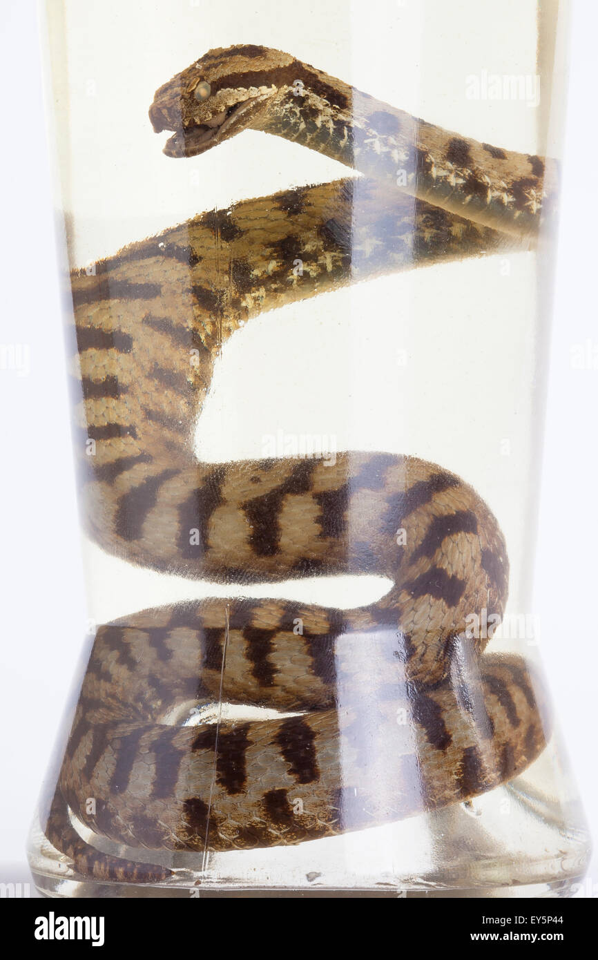 Adder in liquor bottle on white background Stock Photo Alamy