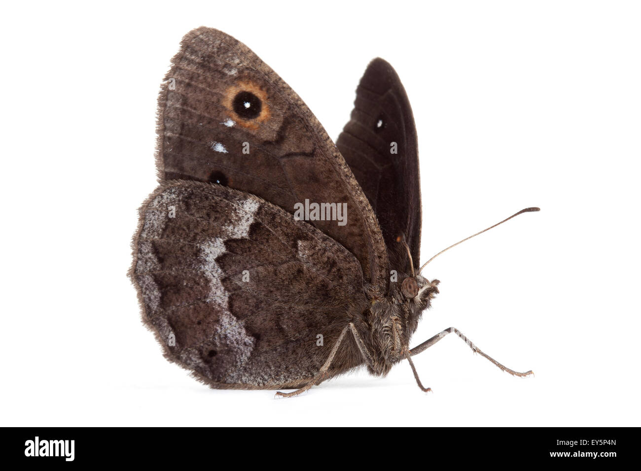 Great Sooty Satyr male on white background Stock Photo