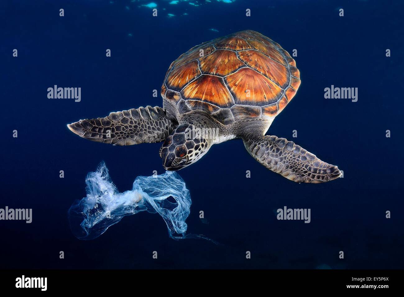 Eat a plastic bag hi-res stock photography and images - Alamy
