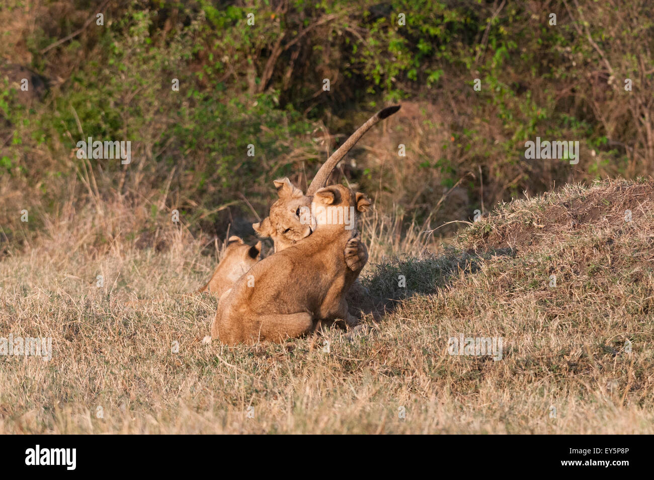 Lion cubs playing in savanna - Masai Mara Kenya Stock Photo