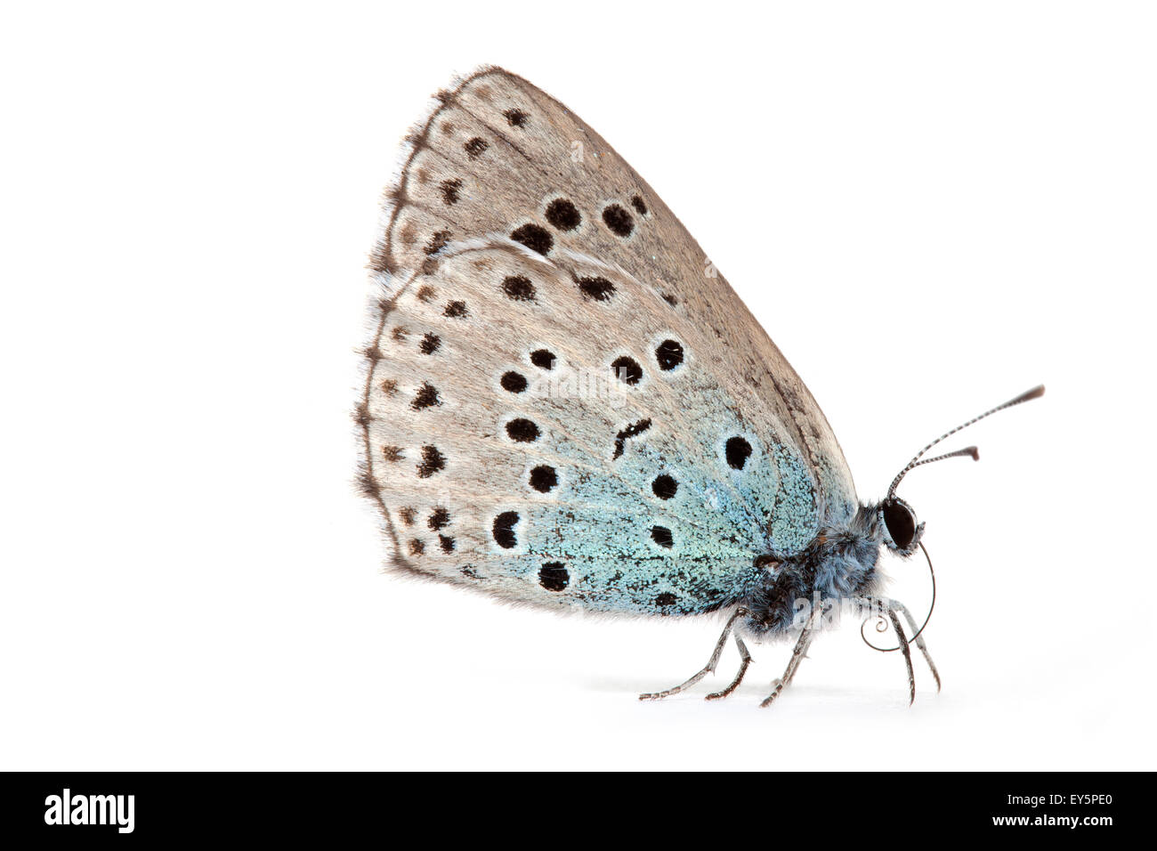 Large Blue Butterfly on white background Stock Photo