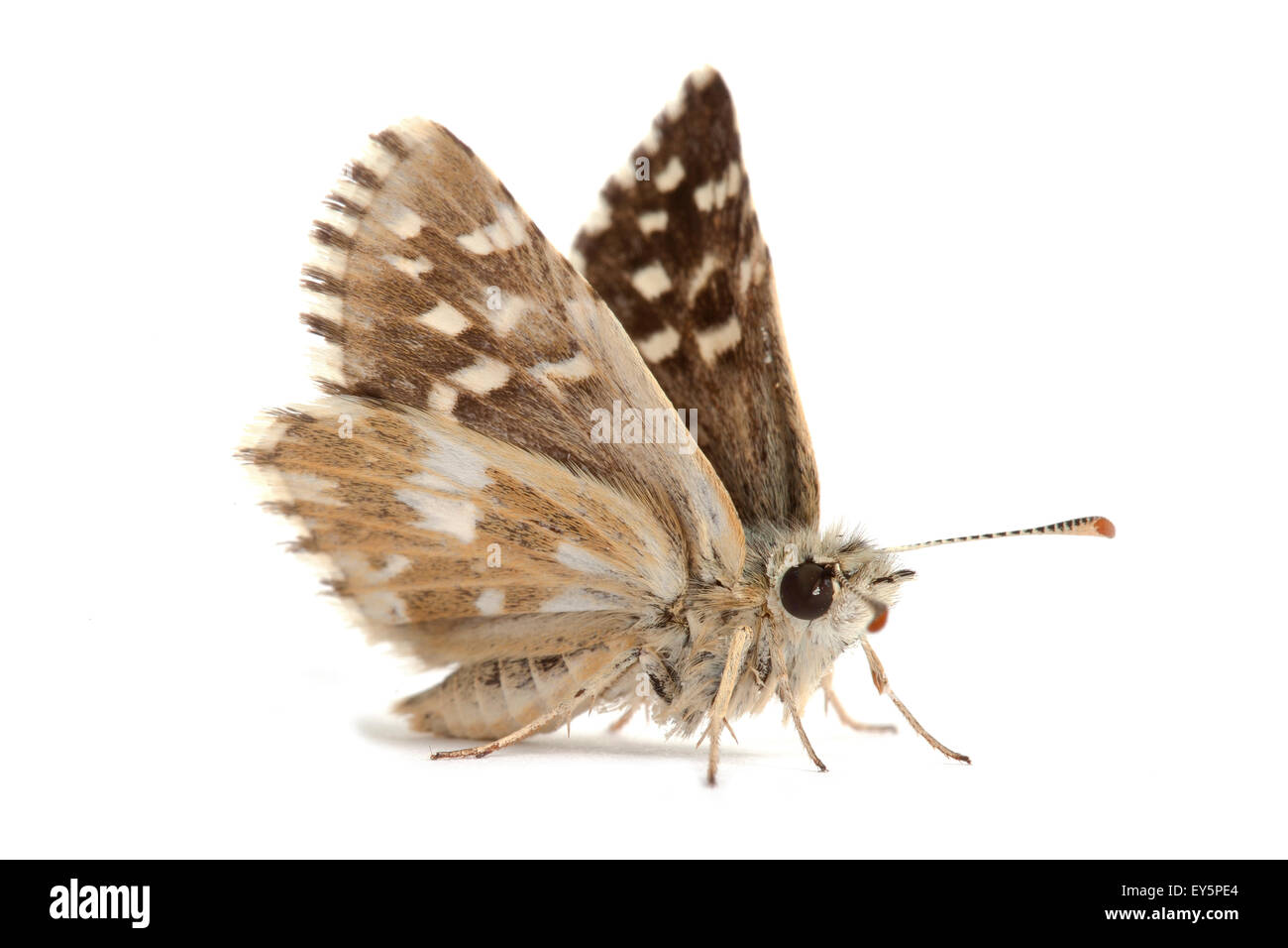Southern Grizzled Skipper on white background Stock Photo