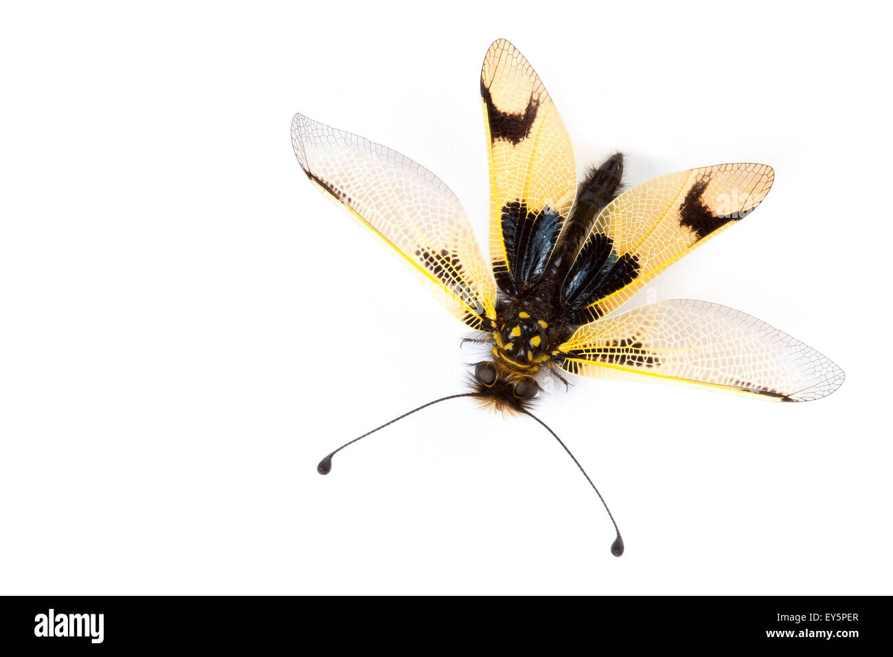 Butterfly Lion High Resolution Stock Photography and Images Alamy