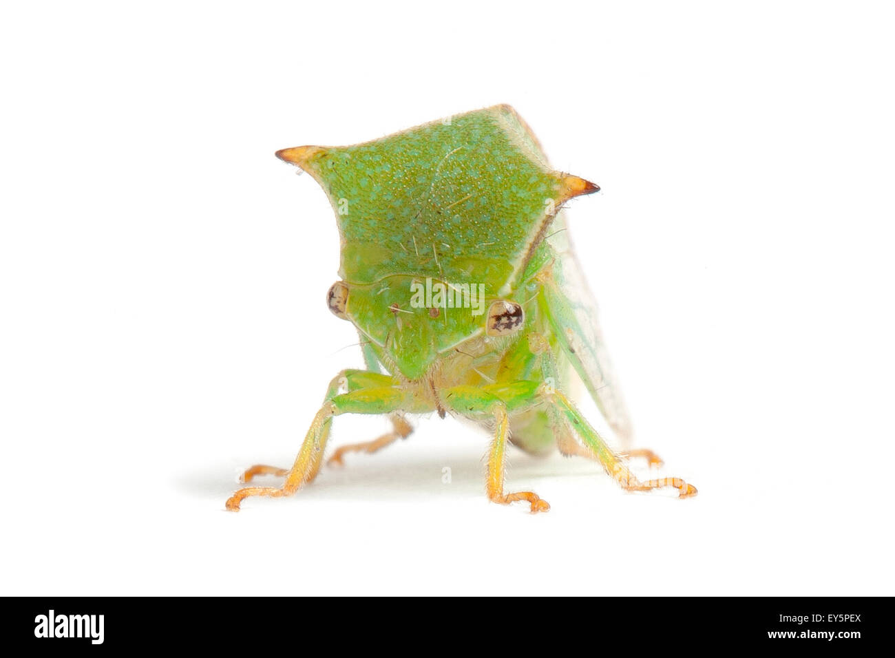 Buffalo Treehopper on white background Stock Photo - Alamy