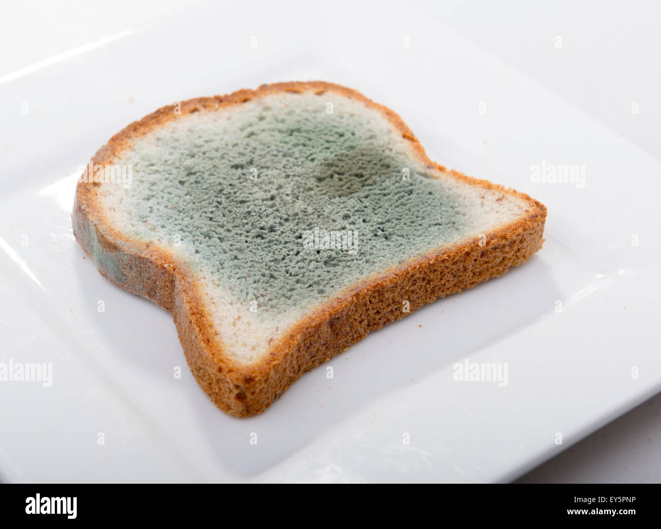 Mould growing rapidly on mouldy bread in green and white spores Stock Photo