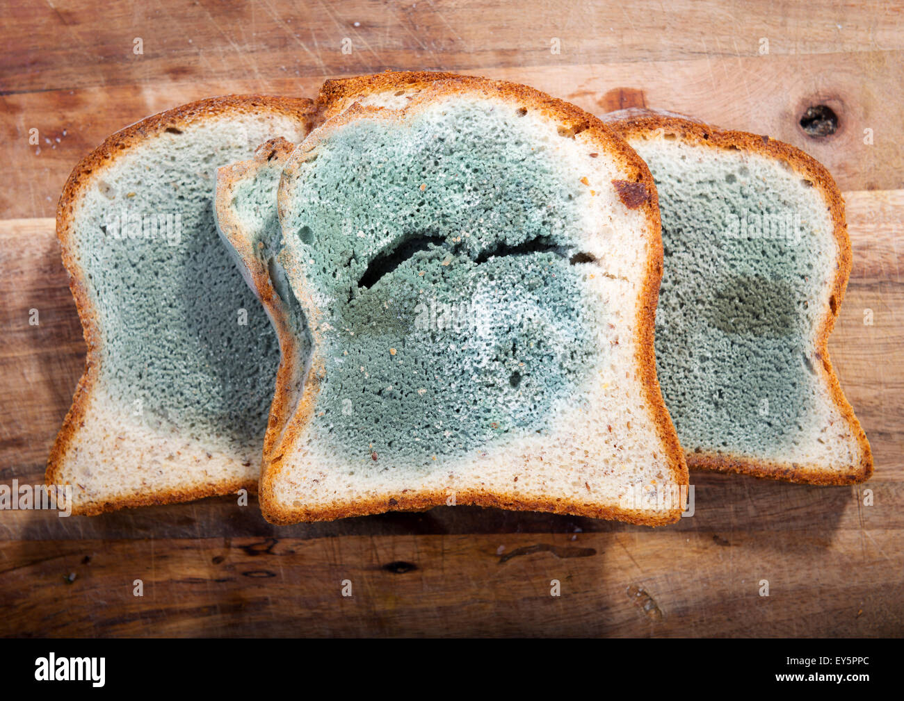 https://c8.alamy.com/comp/EY5PPC/mold-growing-rapidly-on-moldy-bread-in-green-and-white-spores-EY5PPC.jpg