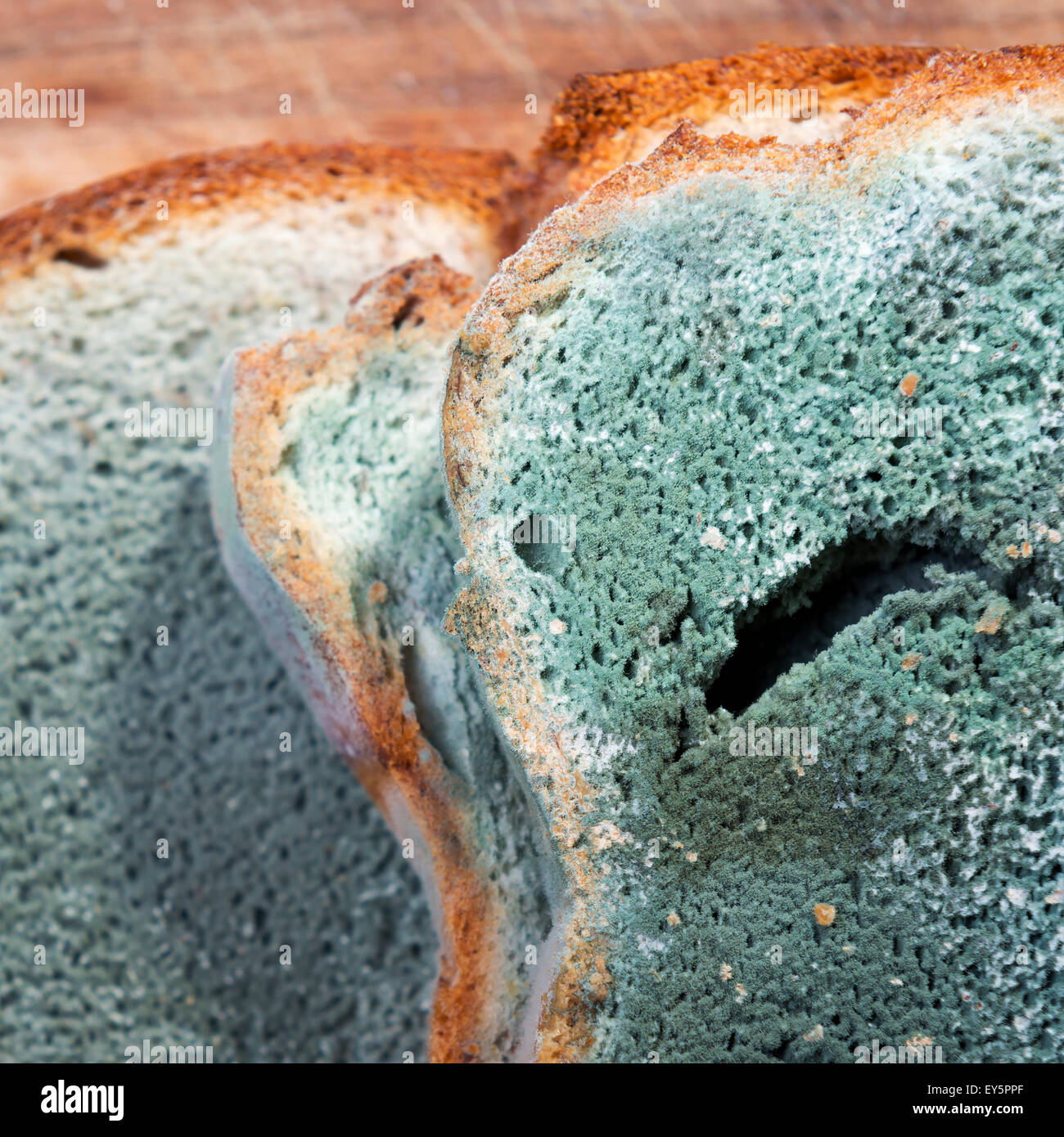 https://c8.alamy.com/comp/EY5PPF/mold-growing-rapidly-on-moldy-bread-in-green-and-white-spores-EY5PPF.jpg