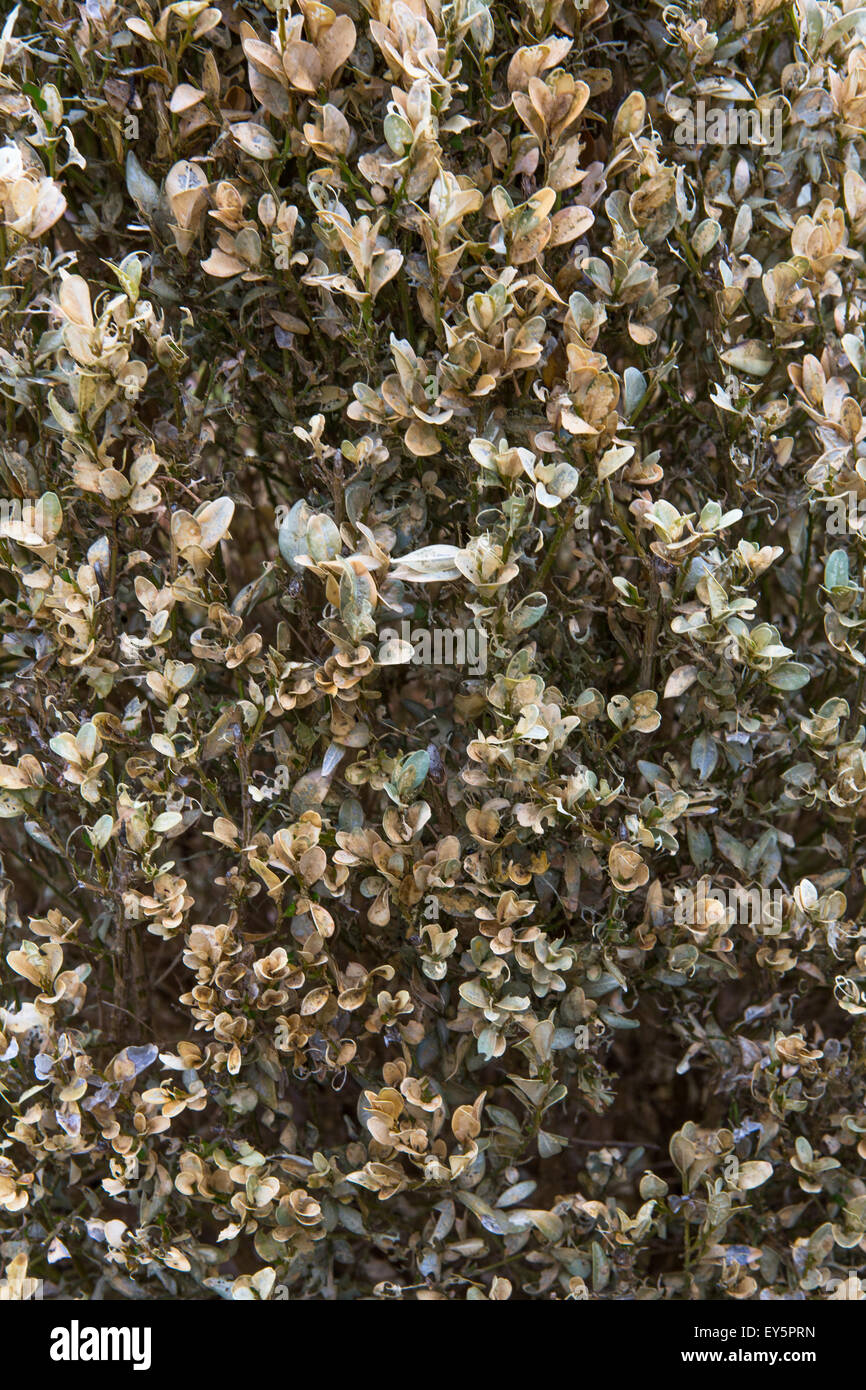 Common box damaged by box tree moth in a garden Stock Photo - Alamy