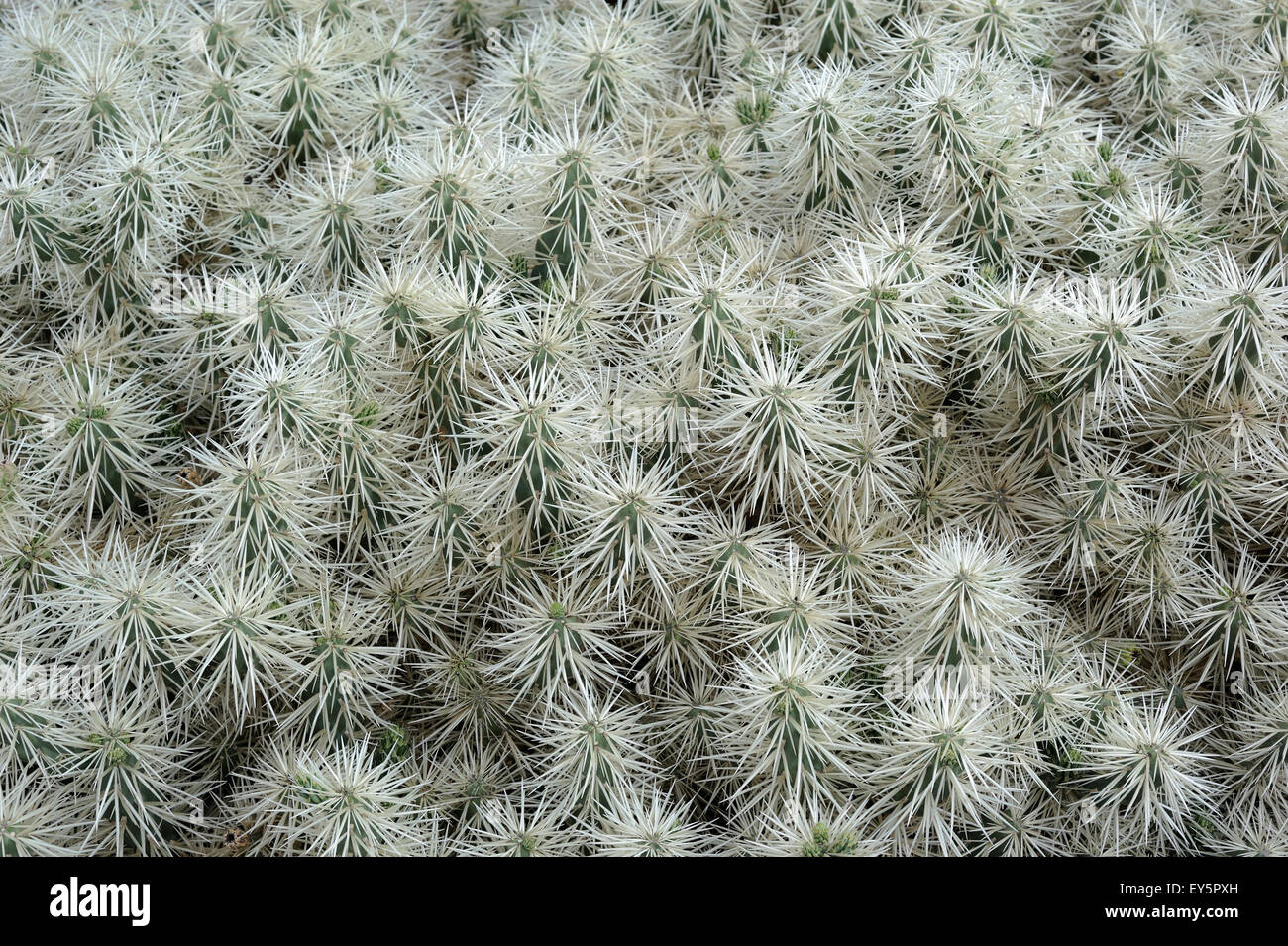 Opuntia Cactus - Lanzarote Canary Islands Stock Photo