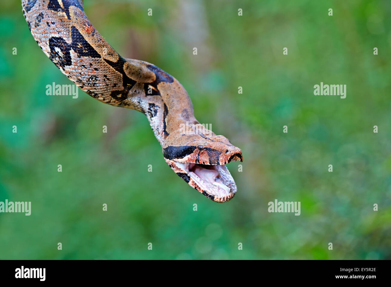 Boa constrictor amazon hires stock photography and images Alamy